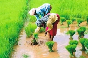 धान की सीधी बिजाई करने वाले किसानों को 19.83 करोड़ रुपए जारी