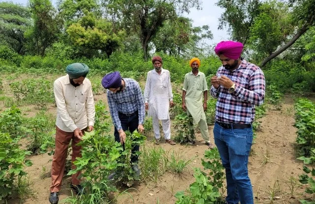 कृषि विभाग ने नरमे की फसल की निगरानी के लिए बनाई टीमें