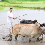 धामी ने खेत में धान रोपकर दिखाया किसानों का महत्व