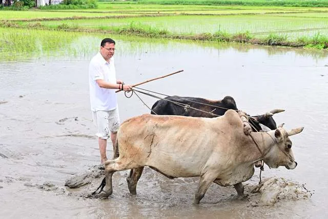 धामी ने खेत में धान रोपकर दिखाया किसानों का महत्व
